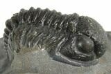 Curled Proetid (Gerastos) Trilobite Fossil - Morocco #377318-2